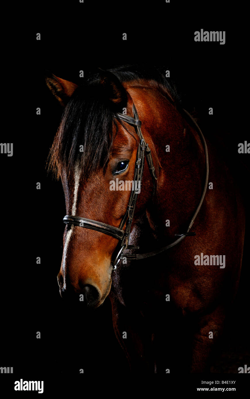 Black horse hi-res stock photography and images - Alamy
