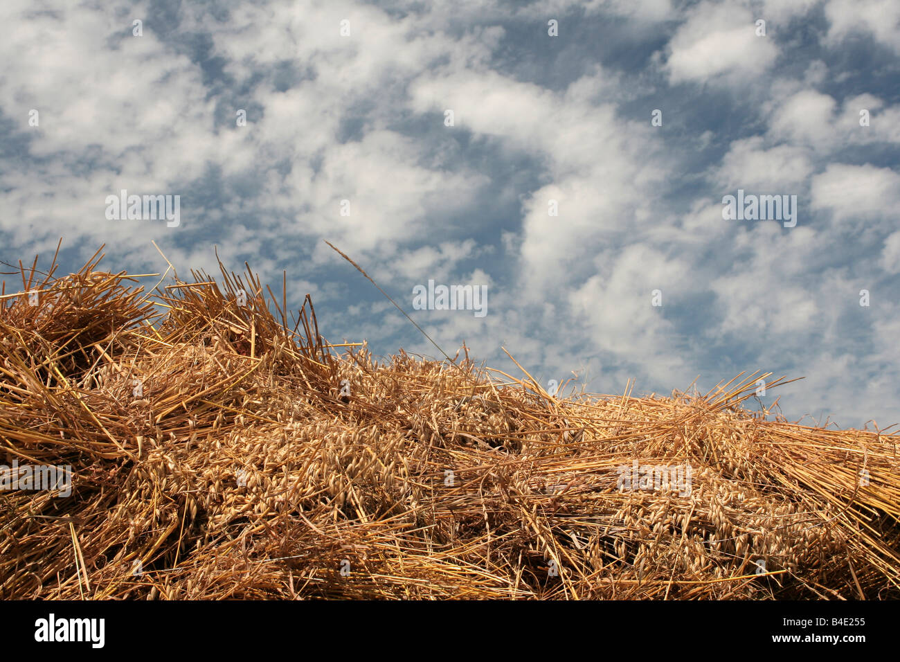 Sheaves of grain hires stock photography and images Alamy