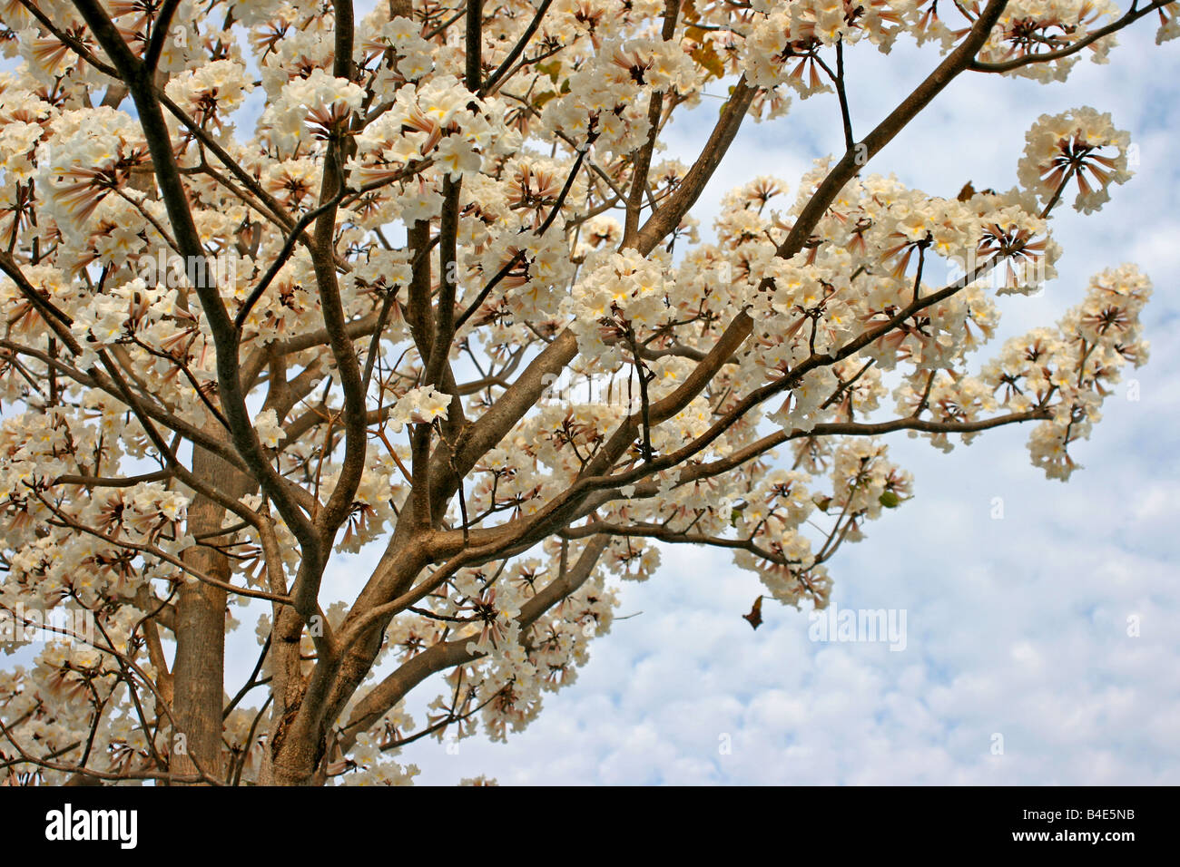 White trumpet tree [Tabebuia Pallida] in bloom Stock Photo