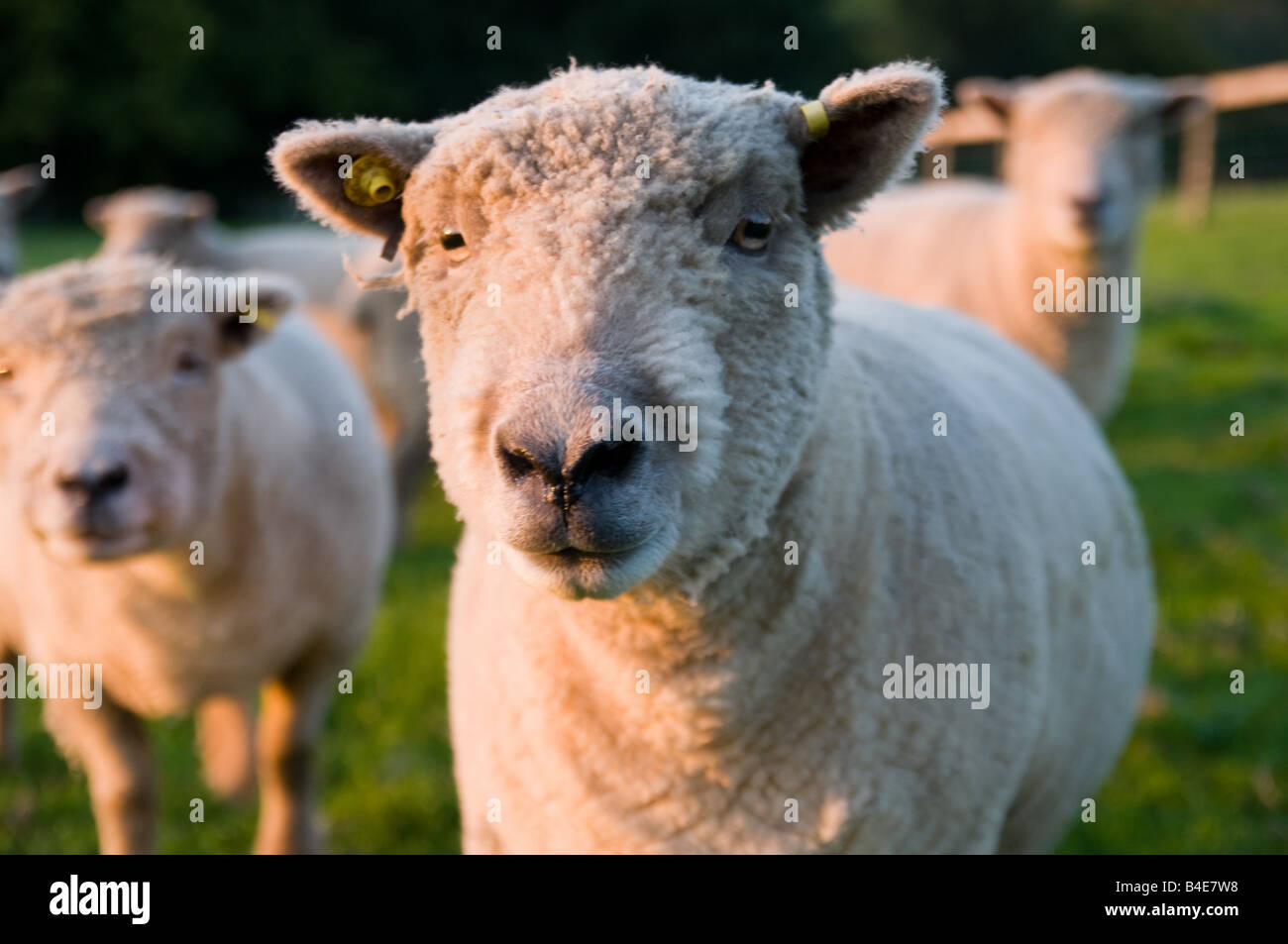 British Sheep in Sun Set Stock Photo - Alamy