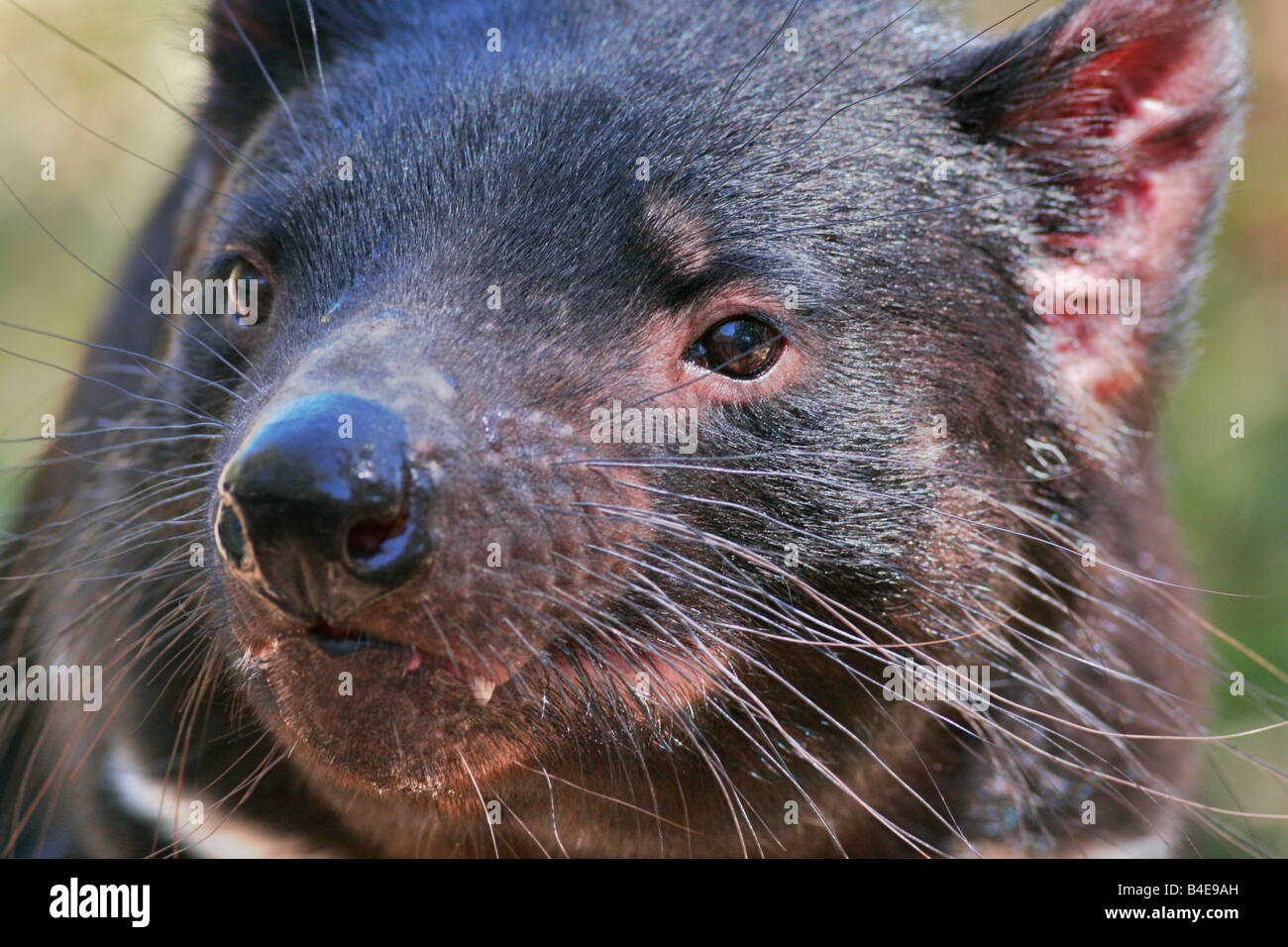 Tasmanian Devil Stock Photo