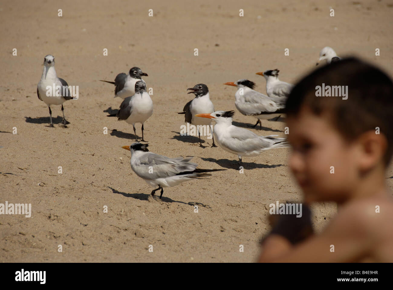 Group of Caspian Terns on the sandy beach with boy in the foreground, Pompano-Beach Florida USA. Stock Photo