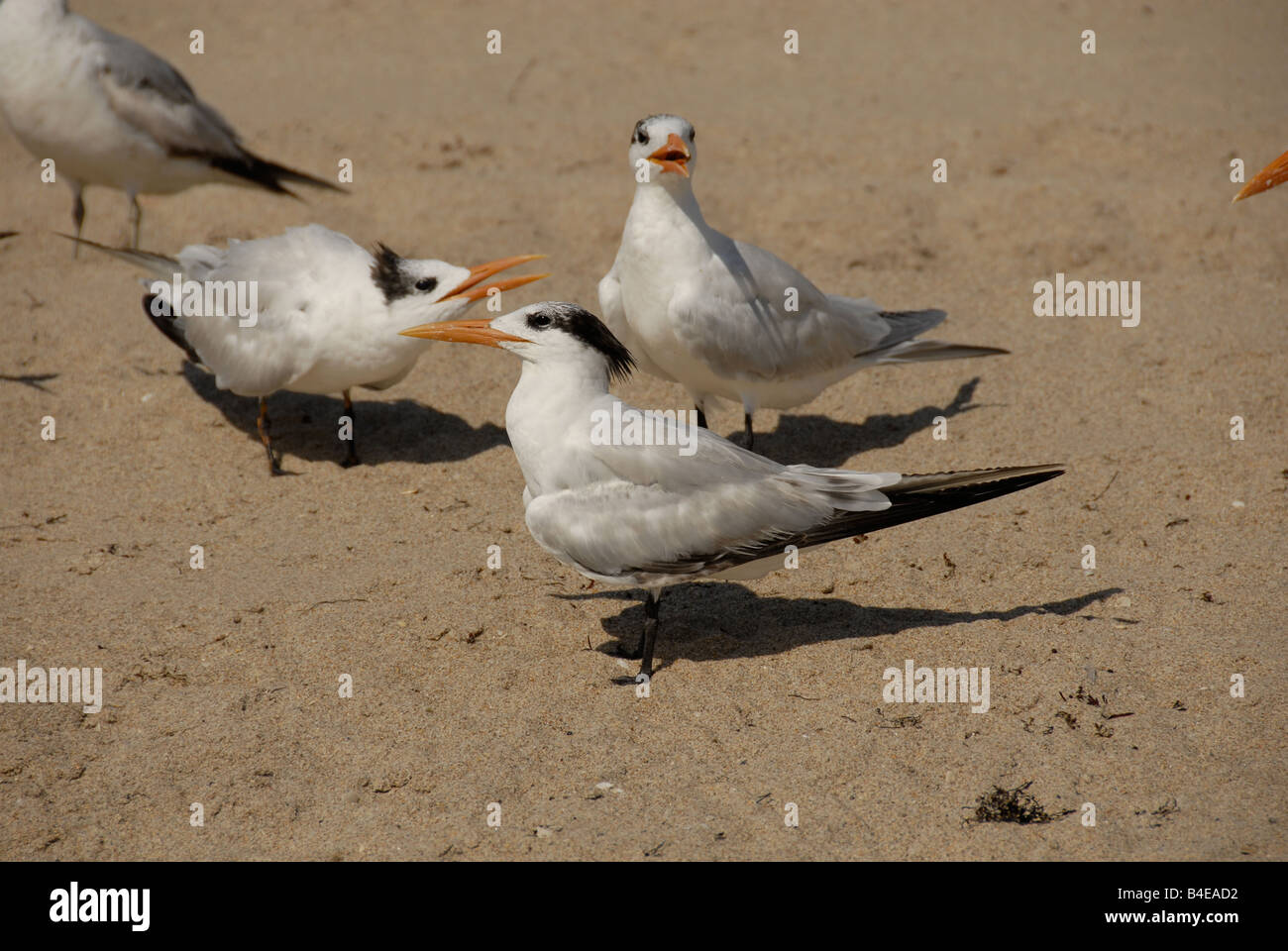 Group of Caspian Terns on the sandy beach, Pompano-Beach Florida USA. Stock Photo