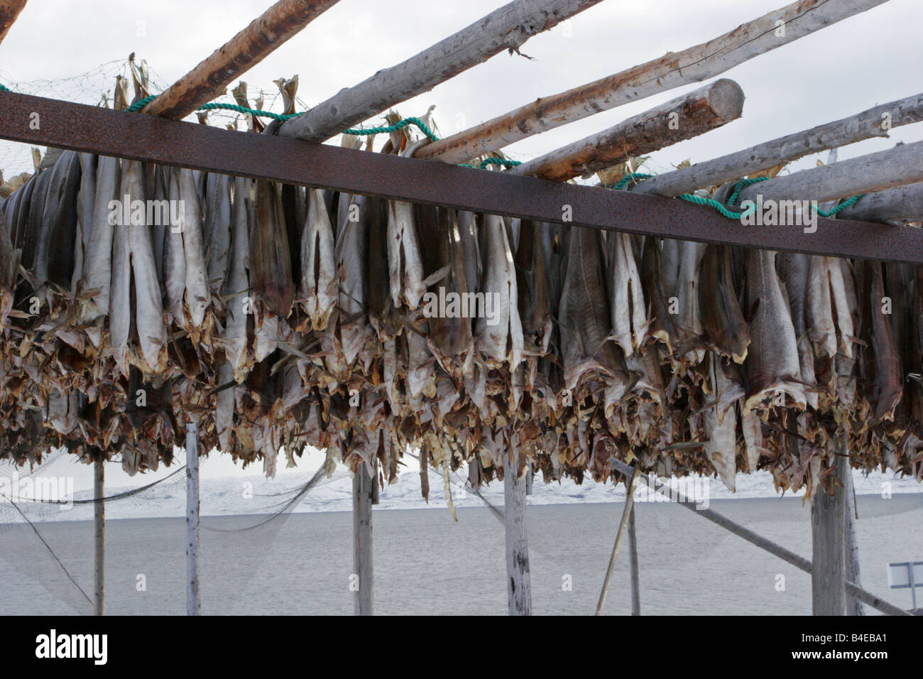 Cod drying on wooden framework Taken March Nesseby Varanger Peninsula ...