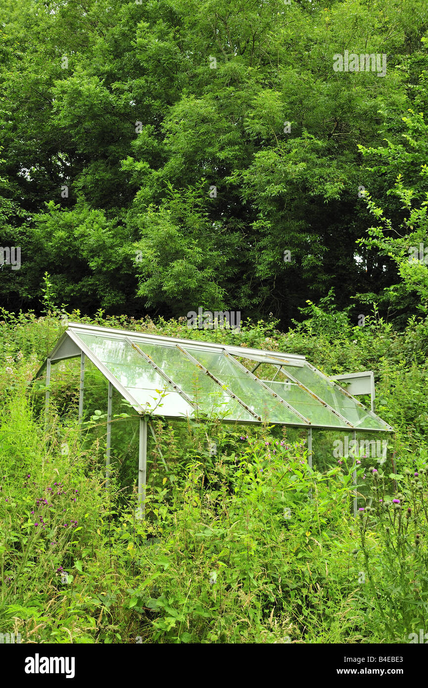 A greenhouse completely overgrown with weeds. Stock Photo