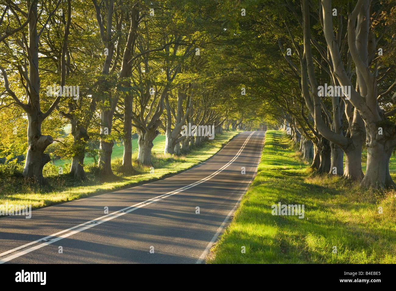 Avenue of Beech Trees line the B3082 road on the Kingston Lacey Estate Dorset England Stock Photo