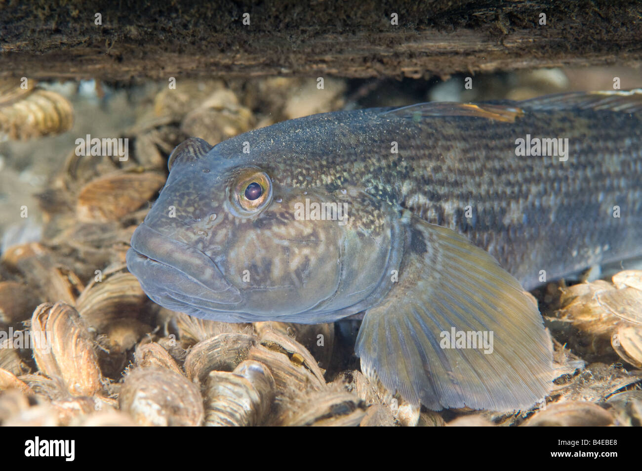 The Round Gobi, Neogobius melanostomus, is one of many invasive species that has made a home in the Great Lakes of North America Stock Photo