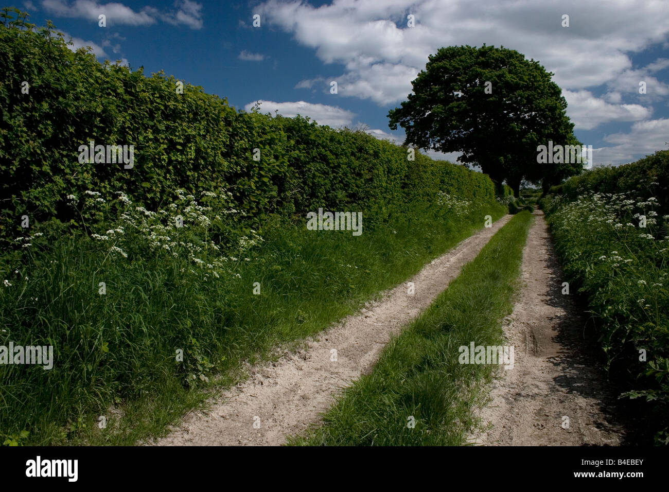 public footpath and spring hedgerow South Downs West Sussex England Stock Photo