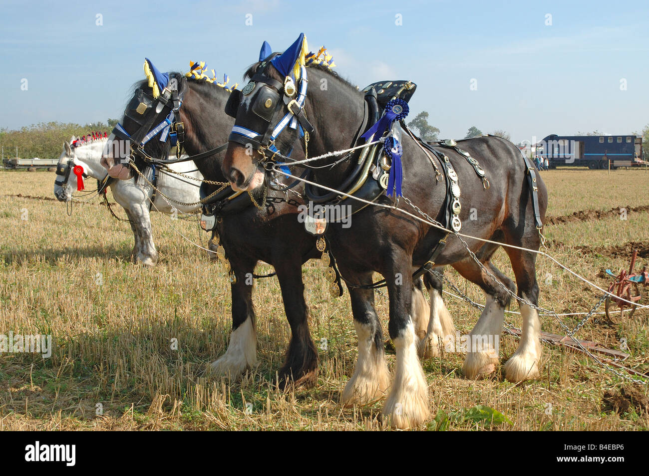 Shire horses Stock Photo