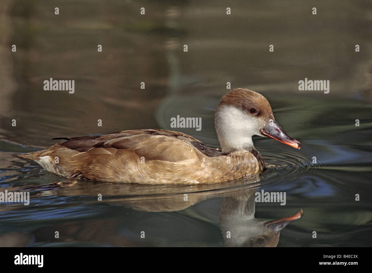 Adult birds have red feet hires stock photography and images Alamy