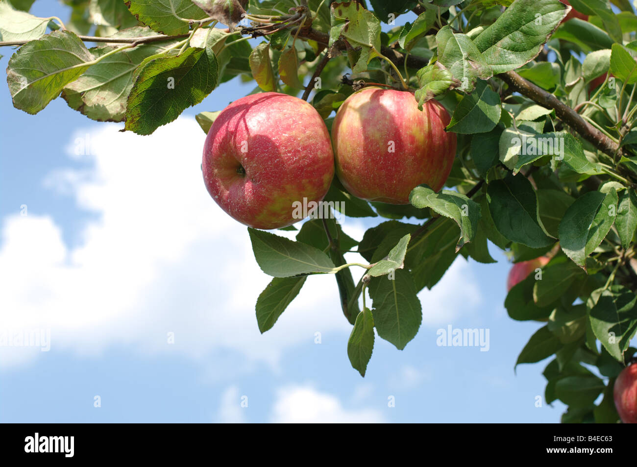 Red apples hanging from the tree branch against blue sky Stock Photo