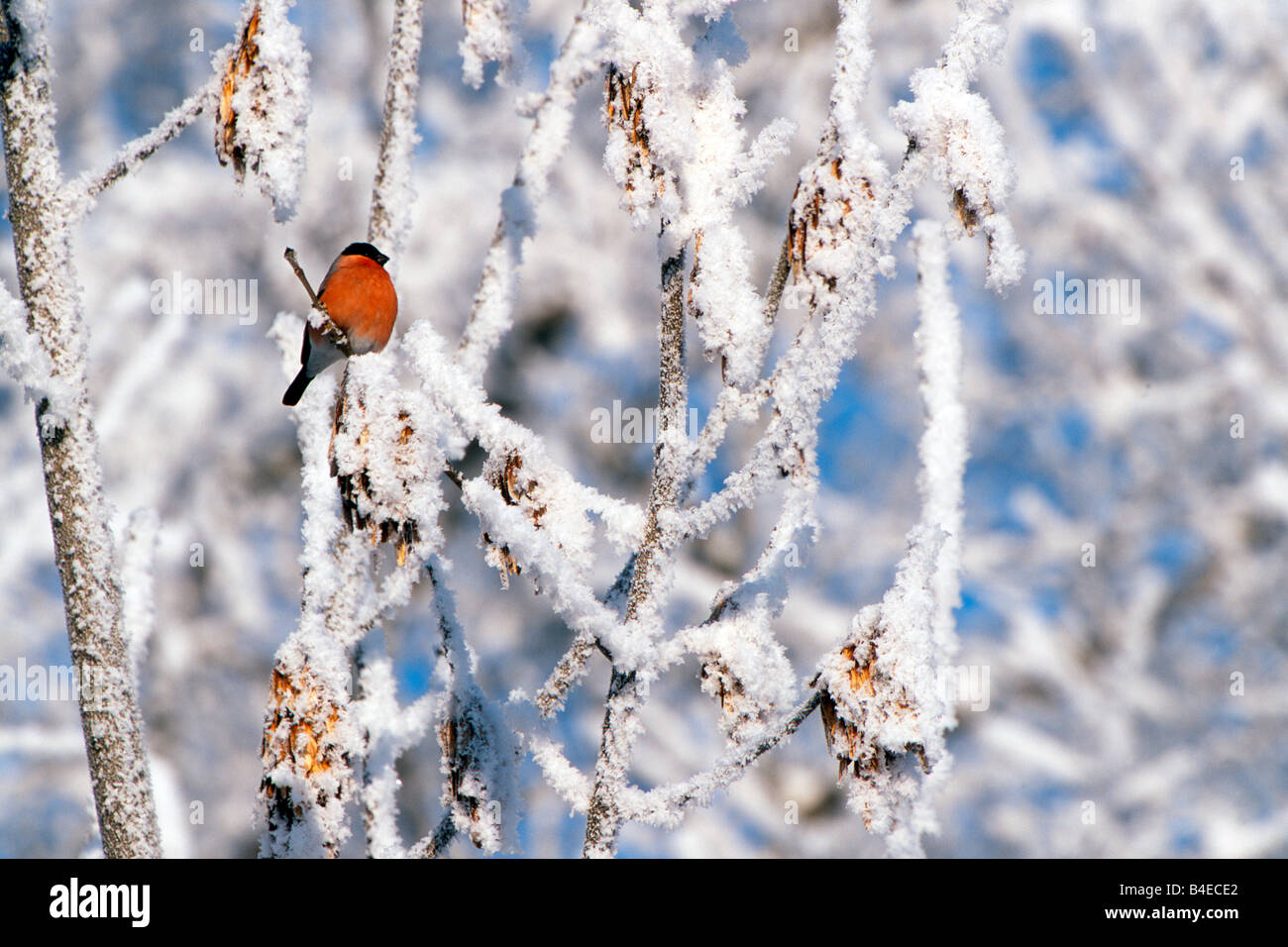 Bullfinch (Pyrrhula pyrrhula). Male perched in twigs covered in hoarfrost Stock Photo
