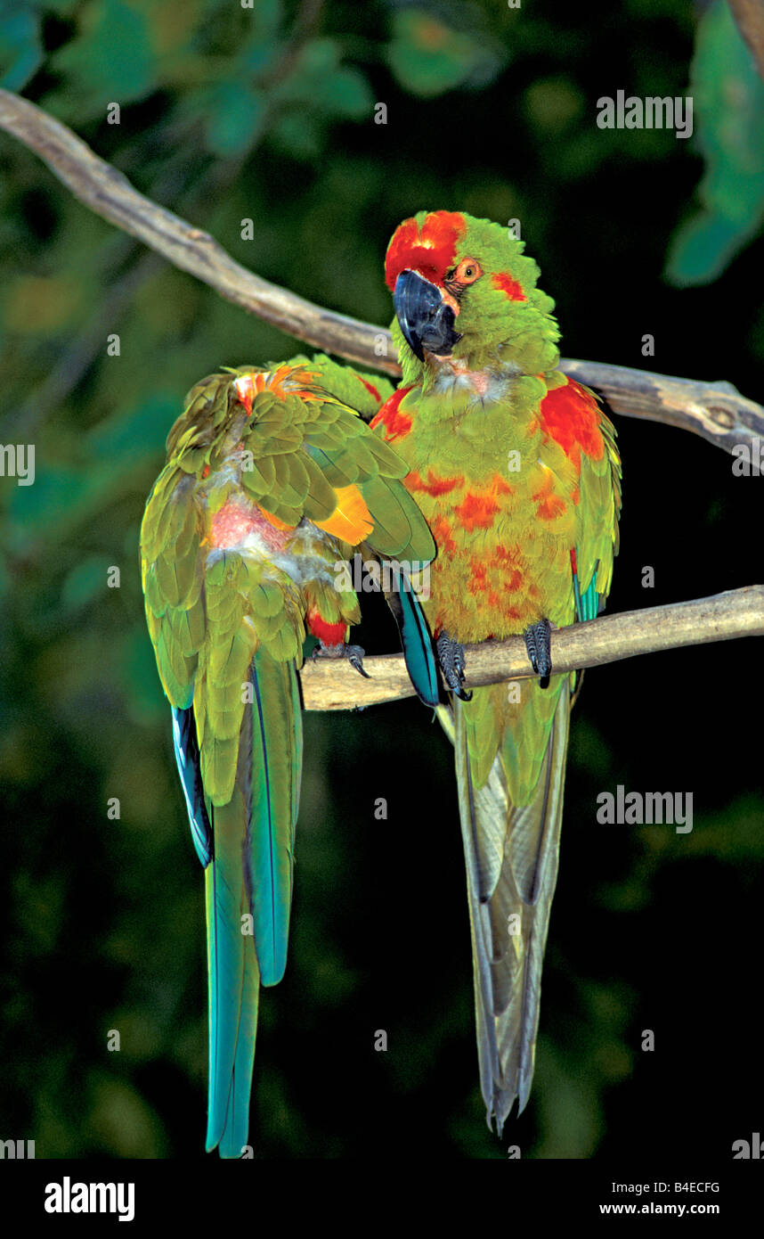 Red-fronted Macaw Ara rubrogenys Stock Photo