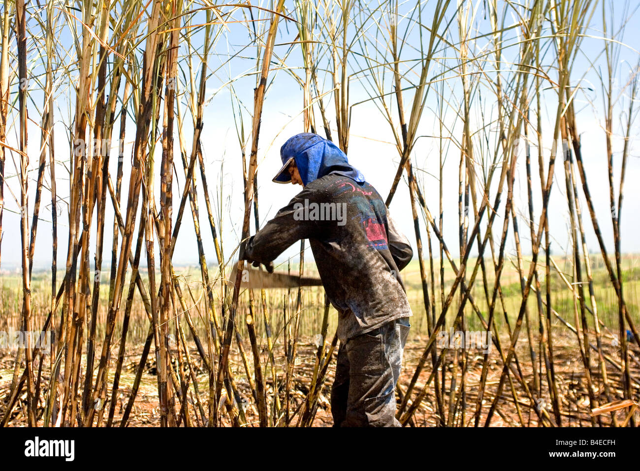 Sugarcane being harvested Stock Photo Alamy