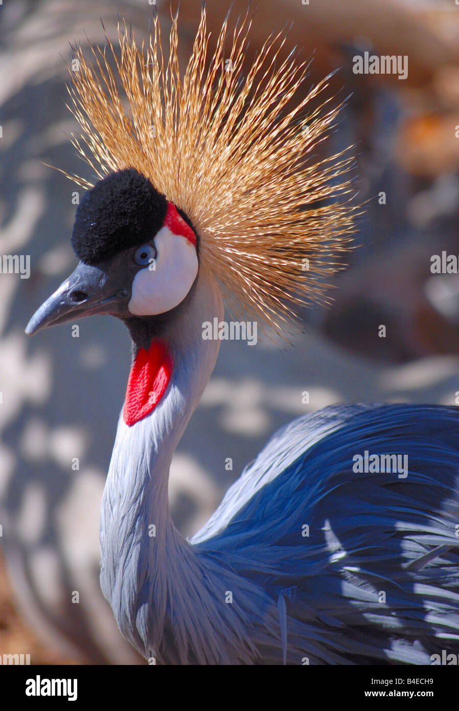 East African Crowned Crane Stock Photo