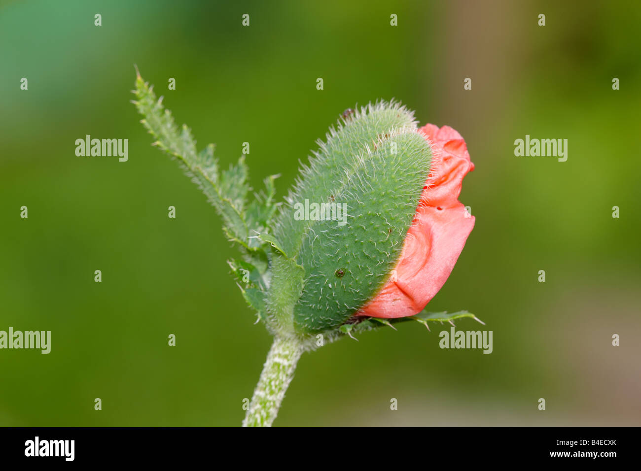 Oriental poppy unopened flower Stock Photo Alamy