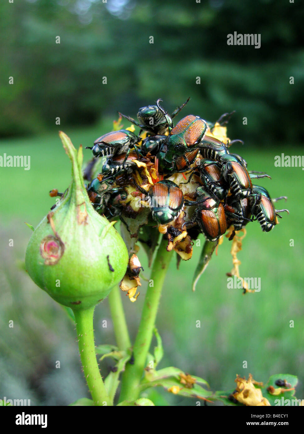 A large group of Japanese beetles popillia japonica attracted by