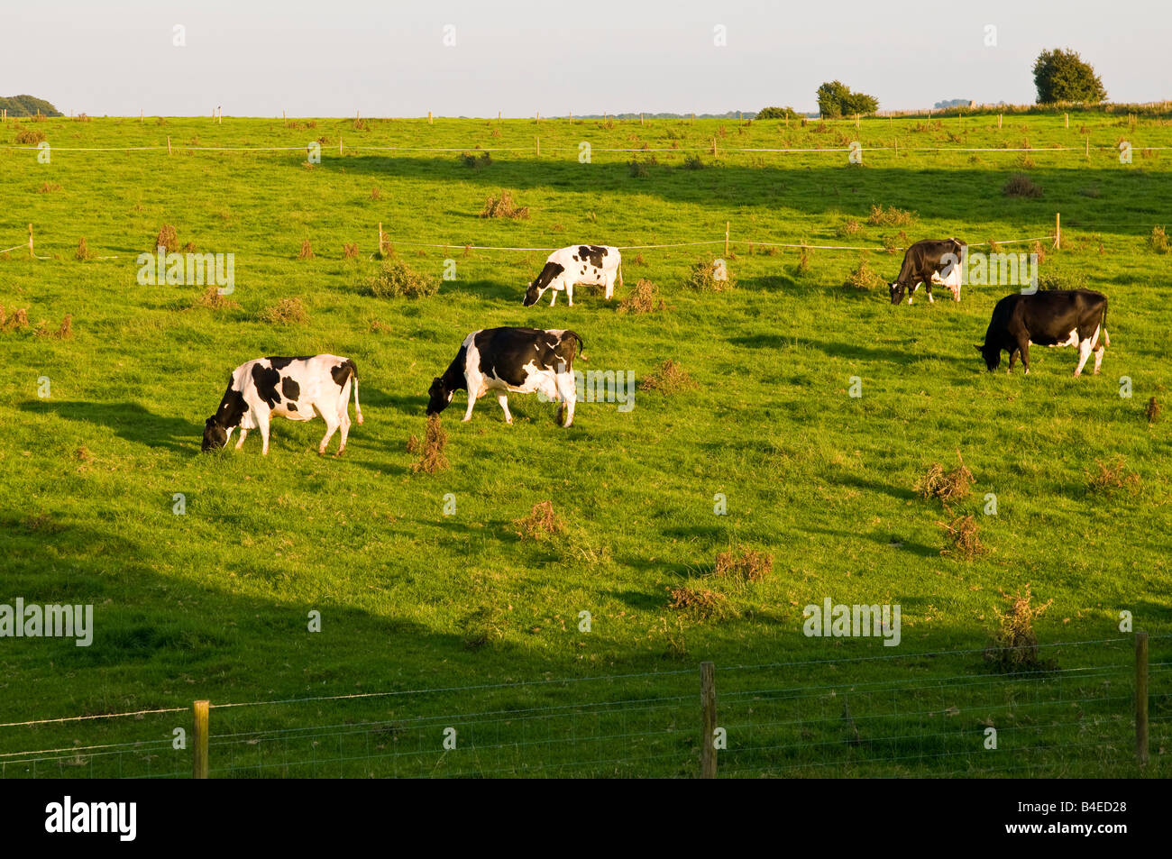 Dairy farm england hi-res stock photography and images - Alamy