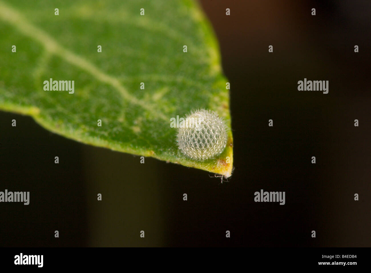 Red-spotted Purple egg Limentis arthemis Stock Photo
