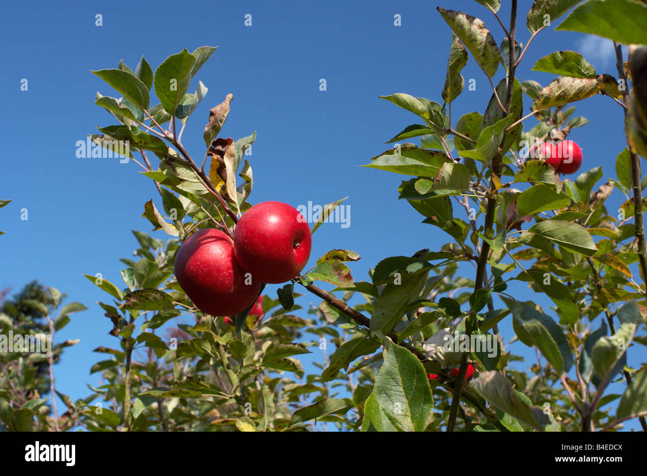 apple,orchard Stock Photo