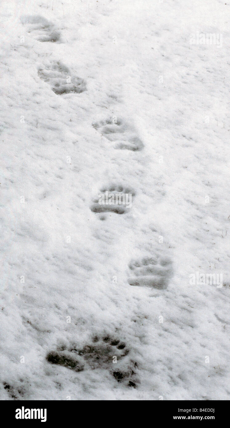 Bear tracks in snow hires stock photography and images Alamy