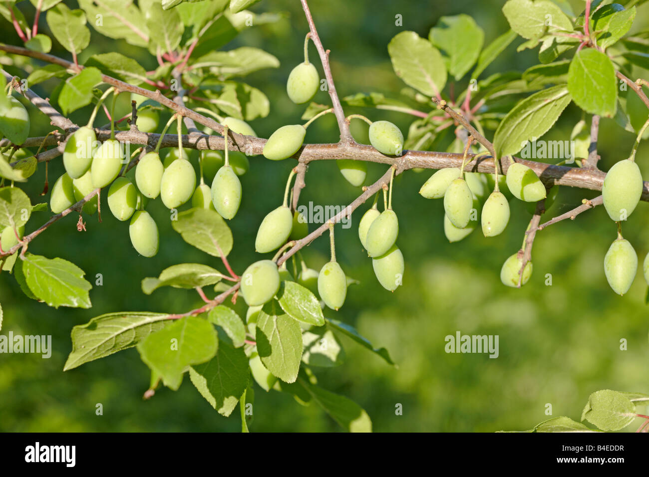 Close up unripe green hi-res stock photography and images - Alamy