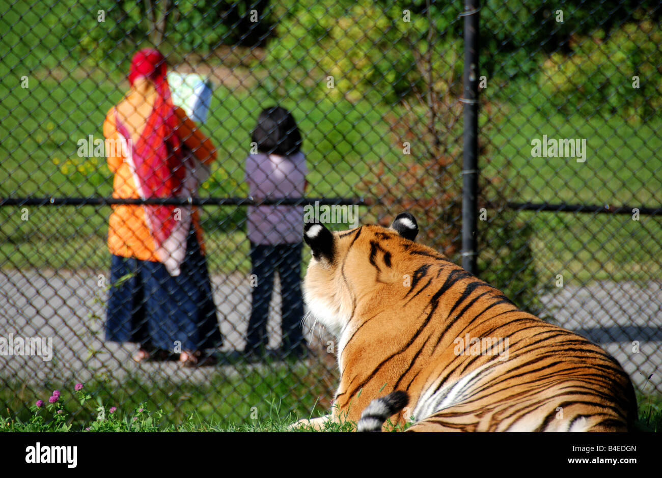 Two visitors study a map of the Toronto zoo while being watched by a Siberian tiger. Stock Photo