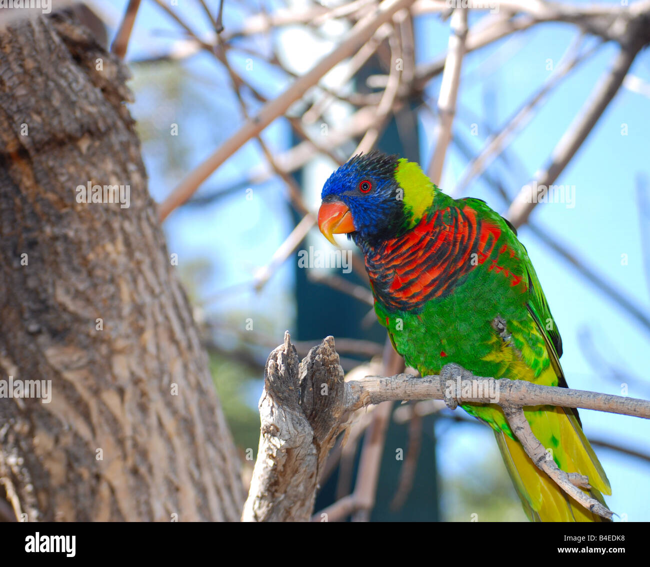 Lorikeet, a parrot-like bird sitting on a branch Stock Photo