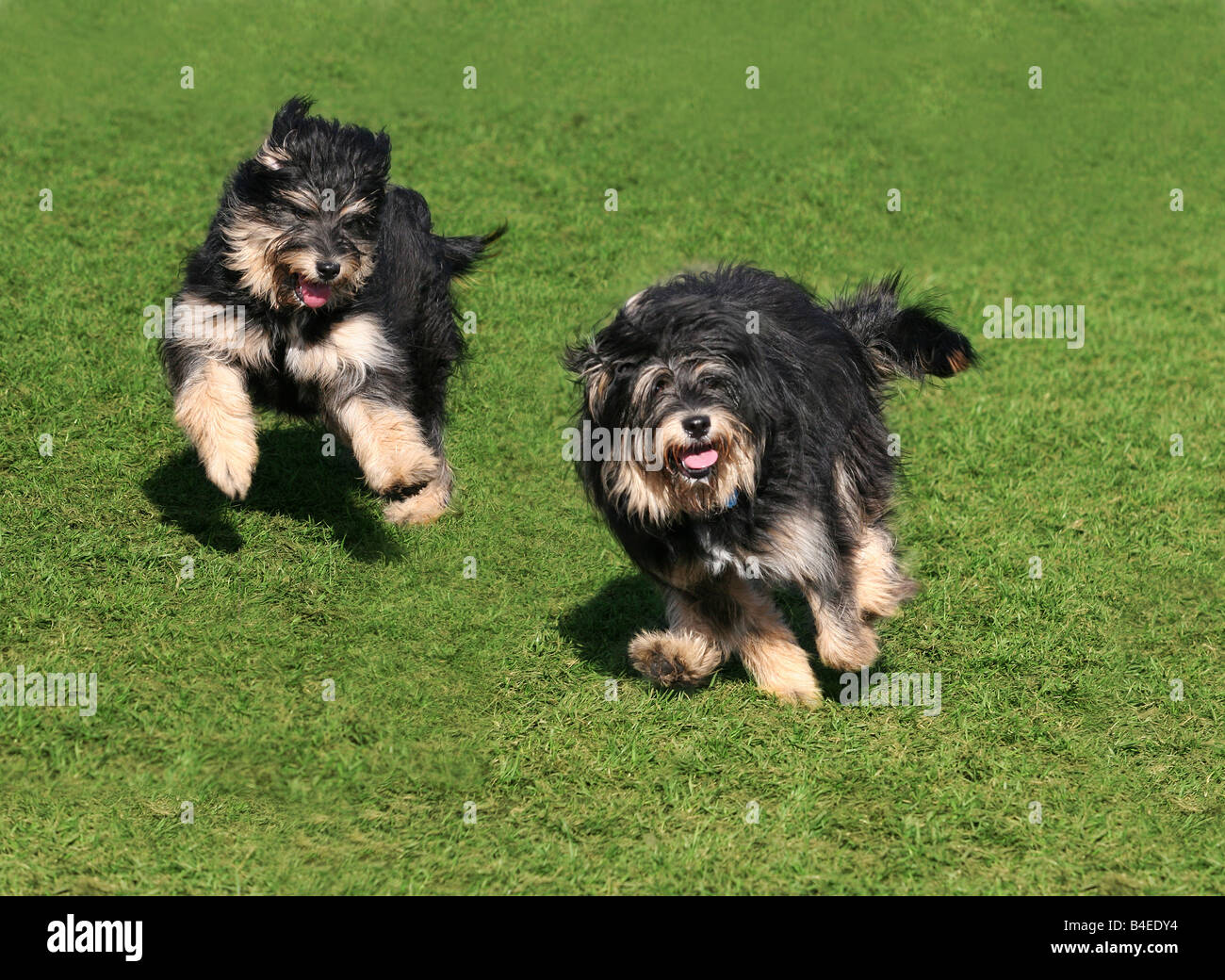 Two happy dogs running on the grass Stock Photo Alamy