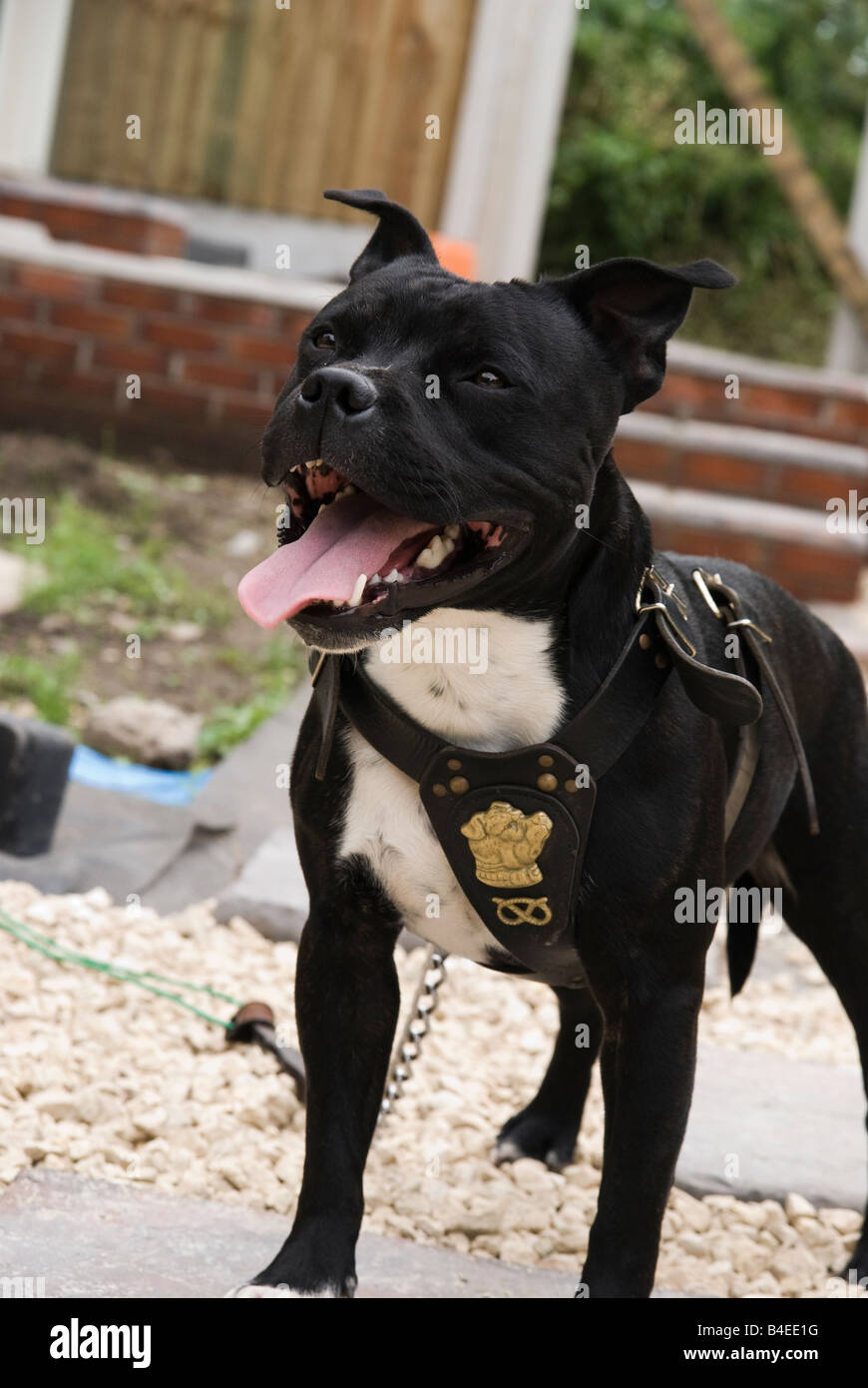 Staffordshire, Bull, Terrier, dog, staff, pitbull Stock Photo - Alamy