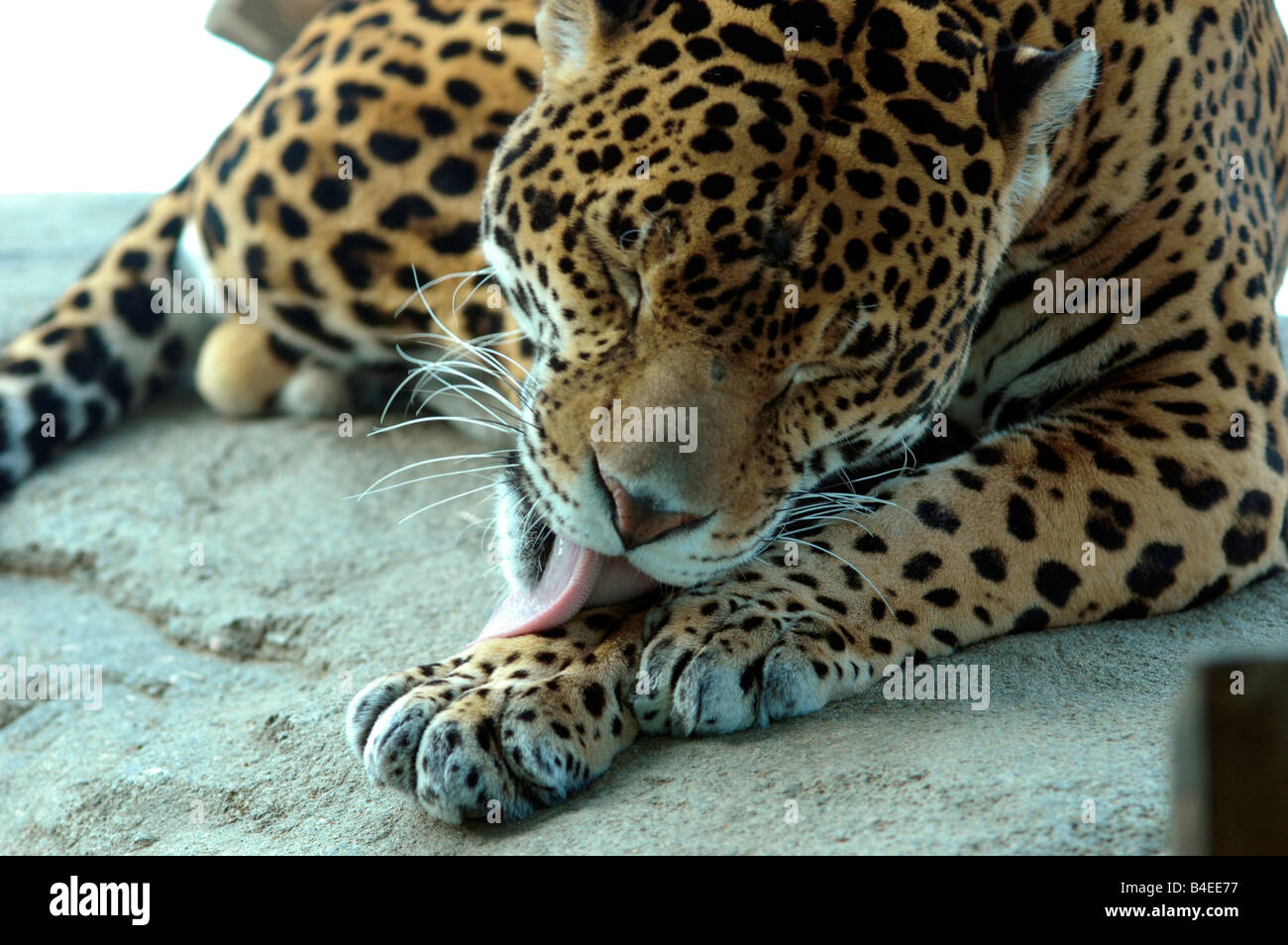 Jaguar cleaning hires stock photography and images Alamy