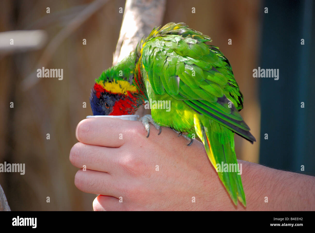 Lorikeet being fed a cup of nectar Stock Photo