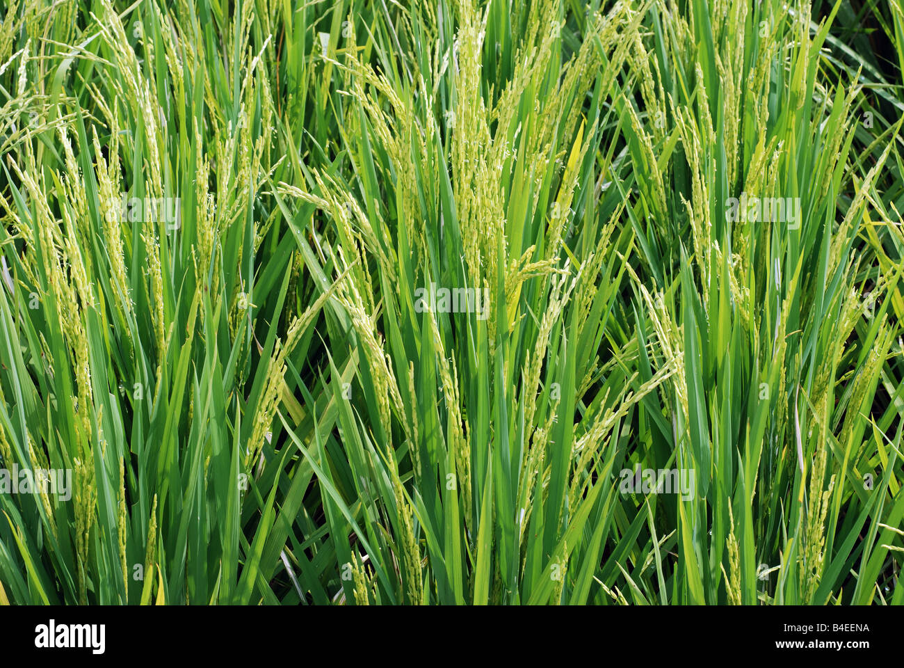 Stock Photo Rice Grains On Paddy Plants Closeup 19987894