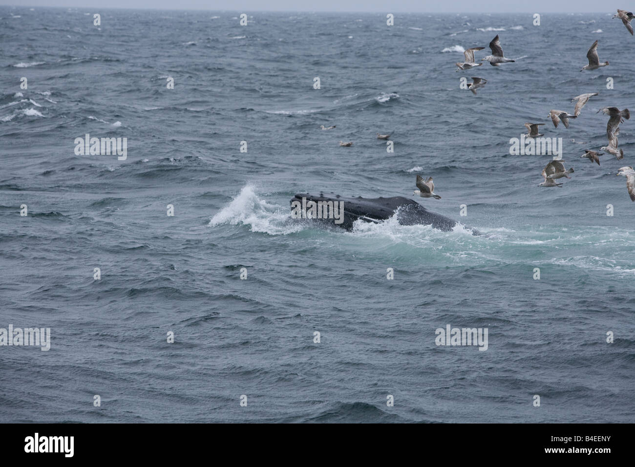 A humpback whale breaching with it s mouth full of fish and seawater as it feeds Stock Photo