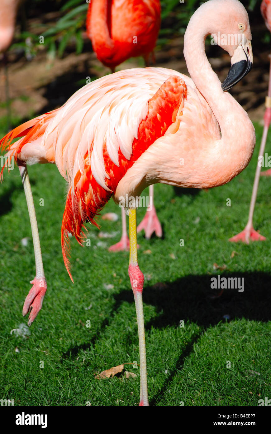 A pink flamingo standing on one leg Stock Photo