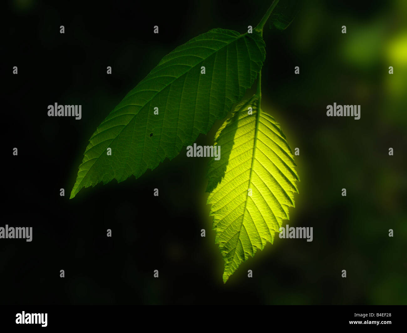 Sunlit leaf against dark background. Stock Photo