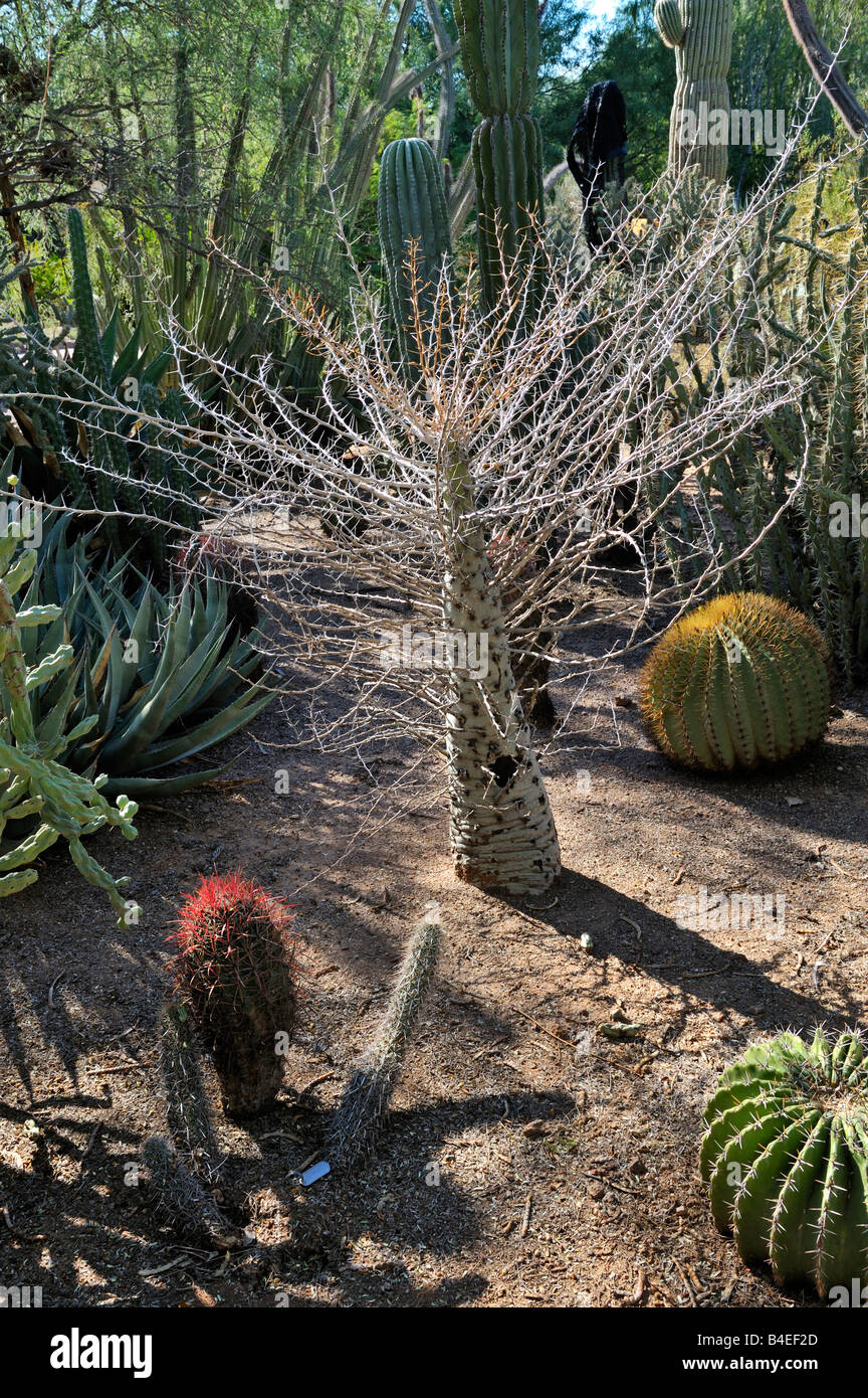 Boojum Tree Fouquieria columnaris Desert Botanical Garden Phoenix AZ 080919 31354 Stock Photo