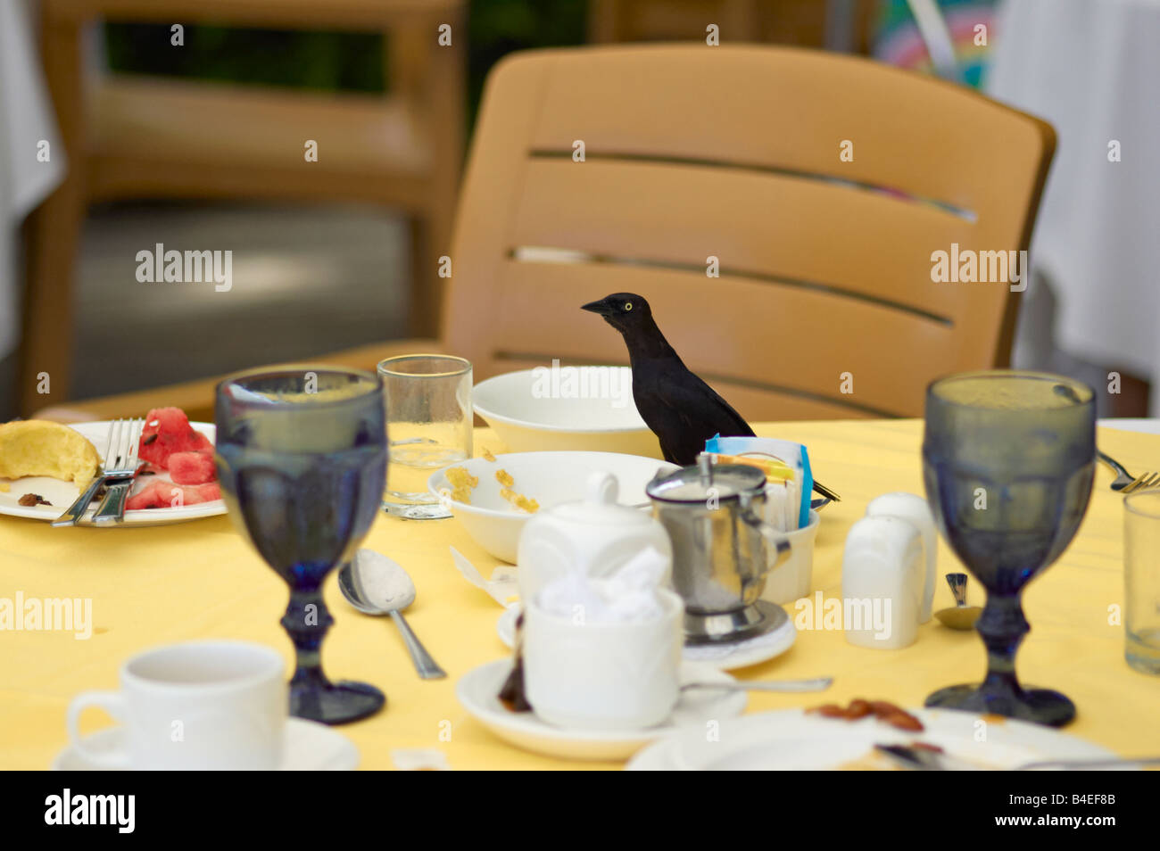 Stealing food left for the birds hires stock photography and images