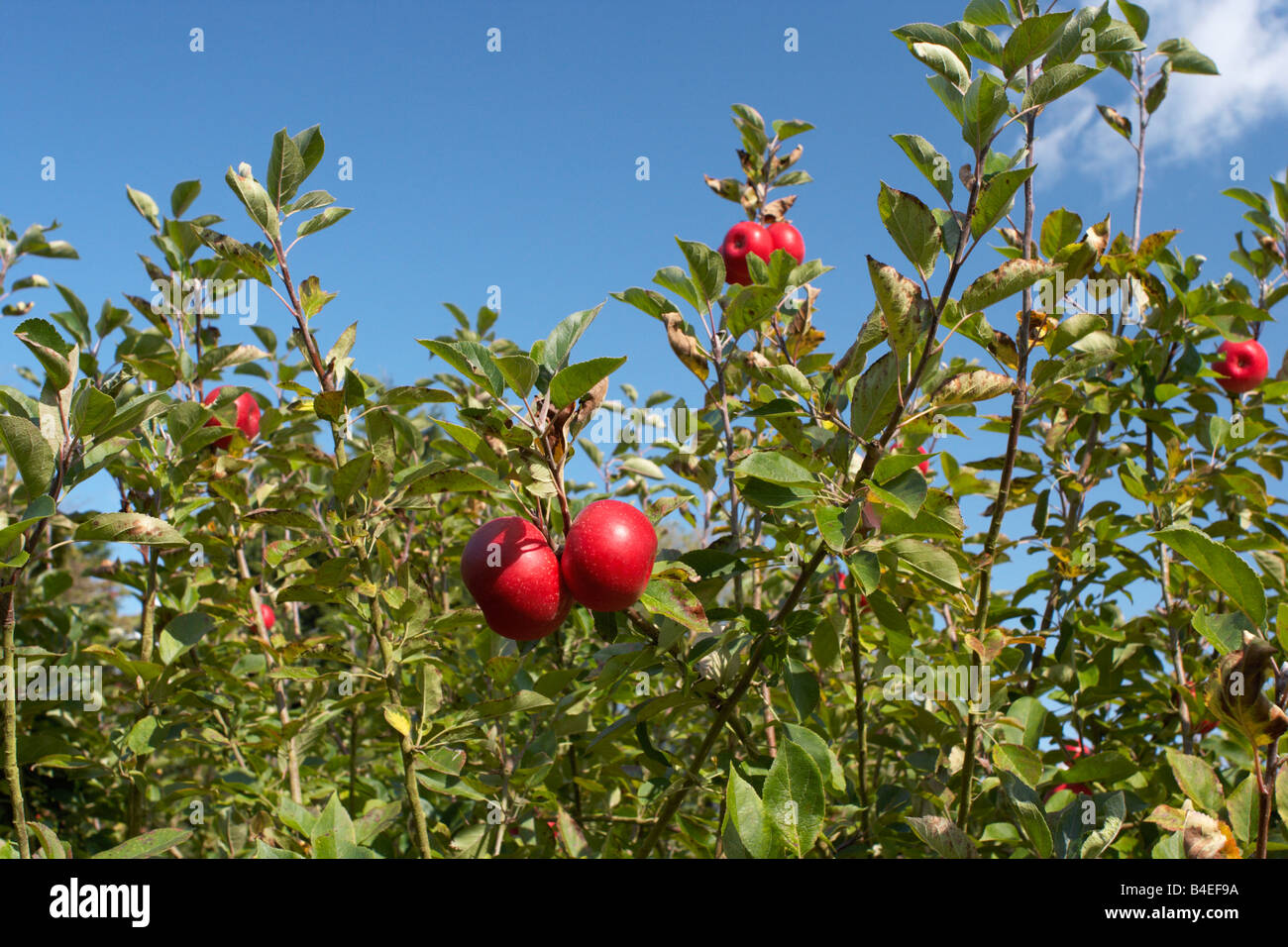 apple,orchard Stock Photo