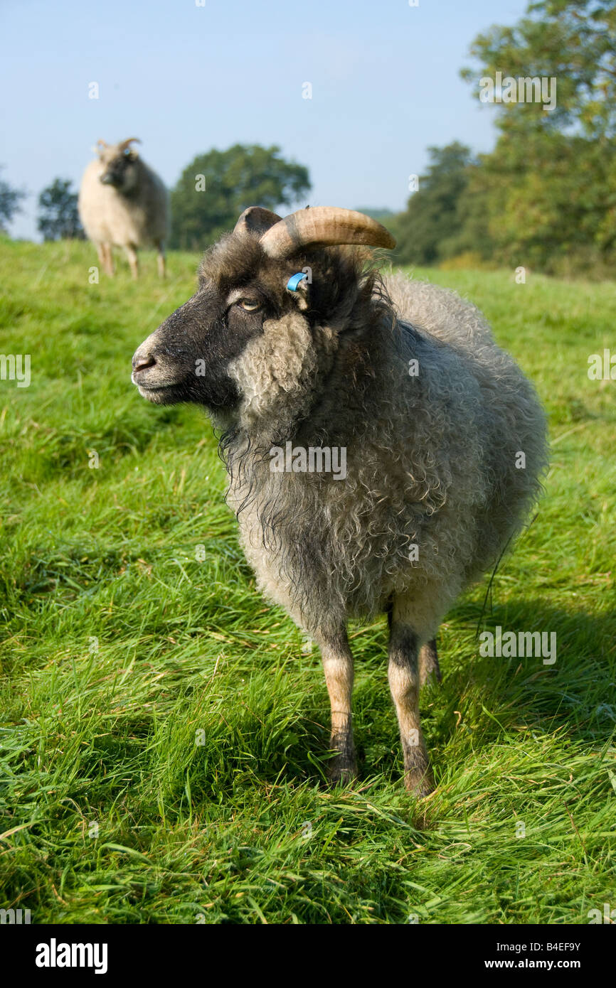 North Ronaldsay Sheep Stock Photo
