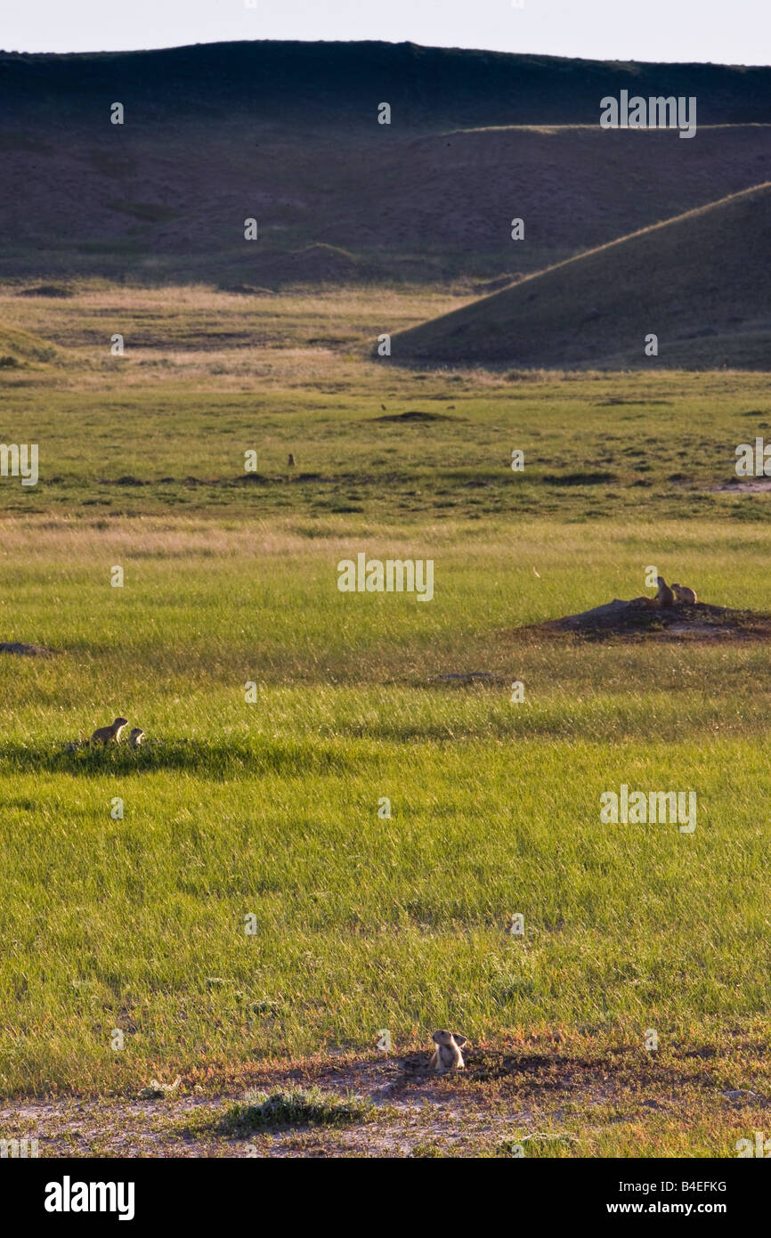 Black-tailed Prairie Dogs, in Dog Town along the Frenchman River Valley Ecotour Route in the West Block Stock Photo
