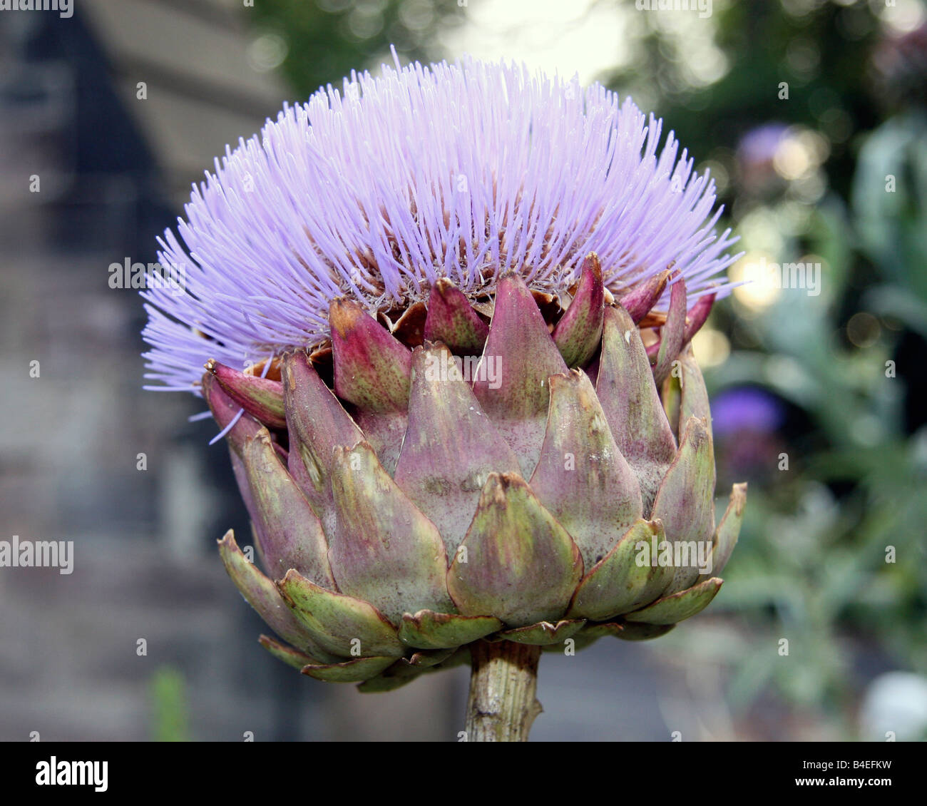 Globe artichoke flower Stock Photo - Alamy