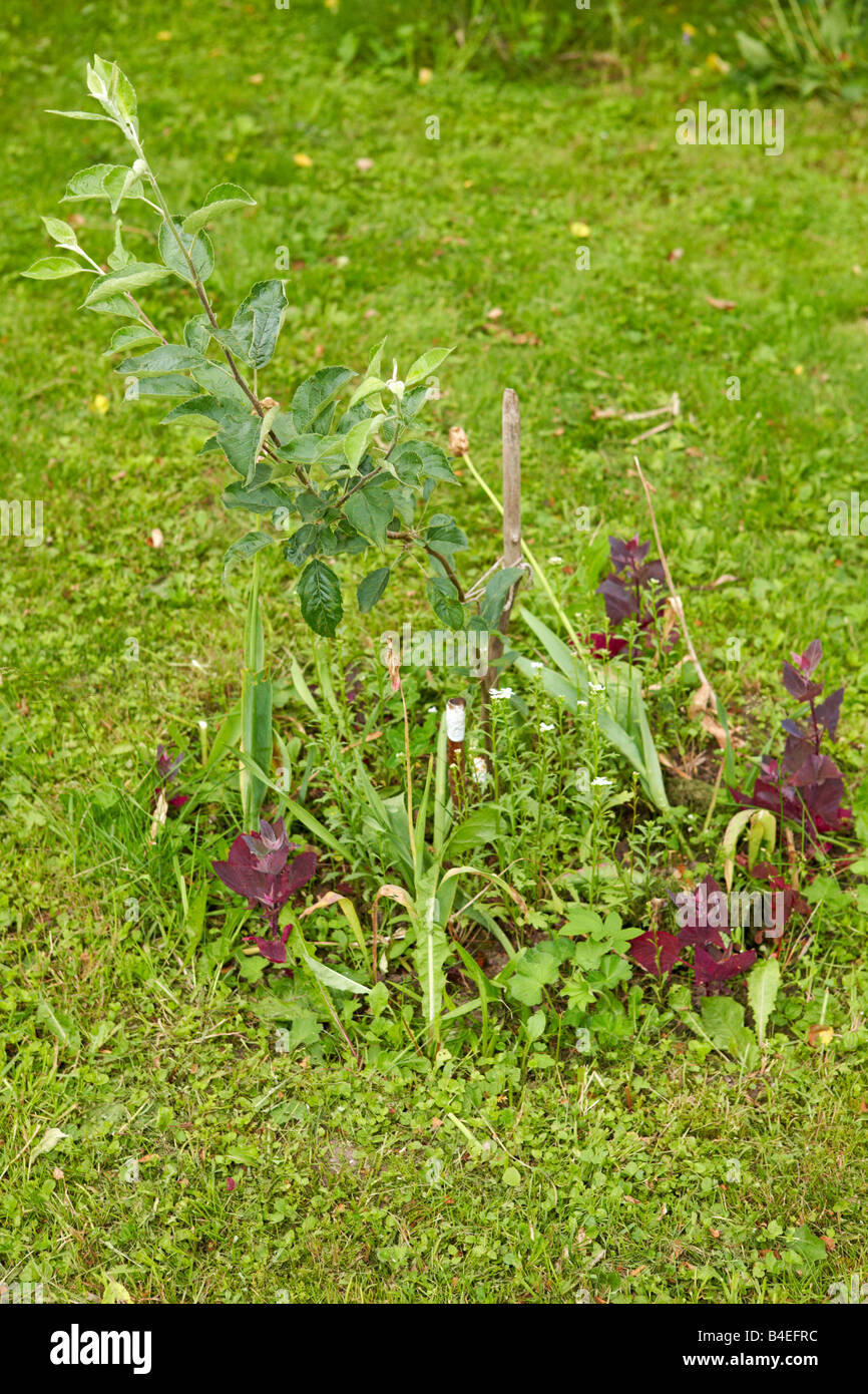 Apple tree sapling Stock Photo Alamy