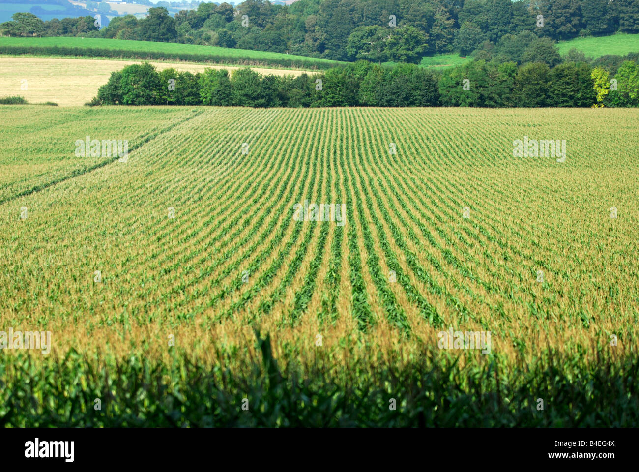 Maize Patterns Field crop pattern hi-res stock photography and images - Alamy