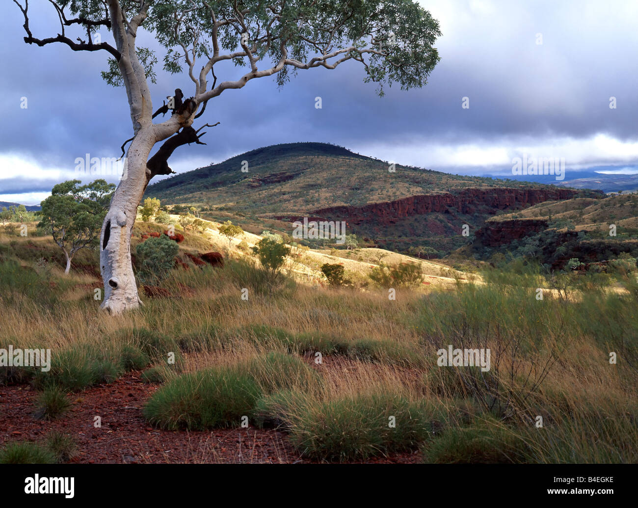 Eucalyptus Snappy Gum Tree in Australian landscape, Pilbara, Western Australia. Stock Photo