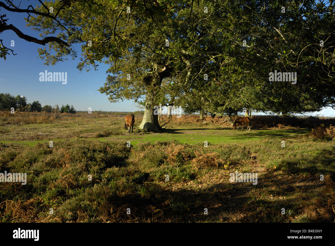New Forest ponies foraging under oak trees in autumn sunshine Stock Photo