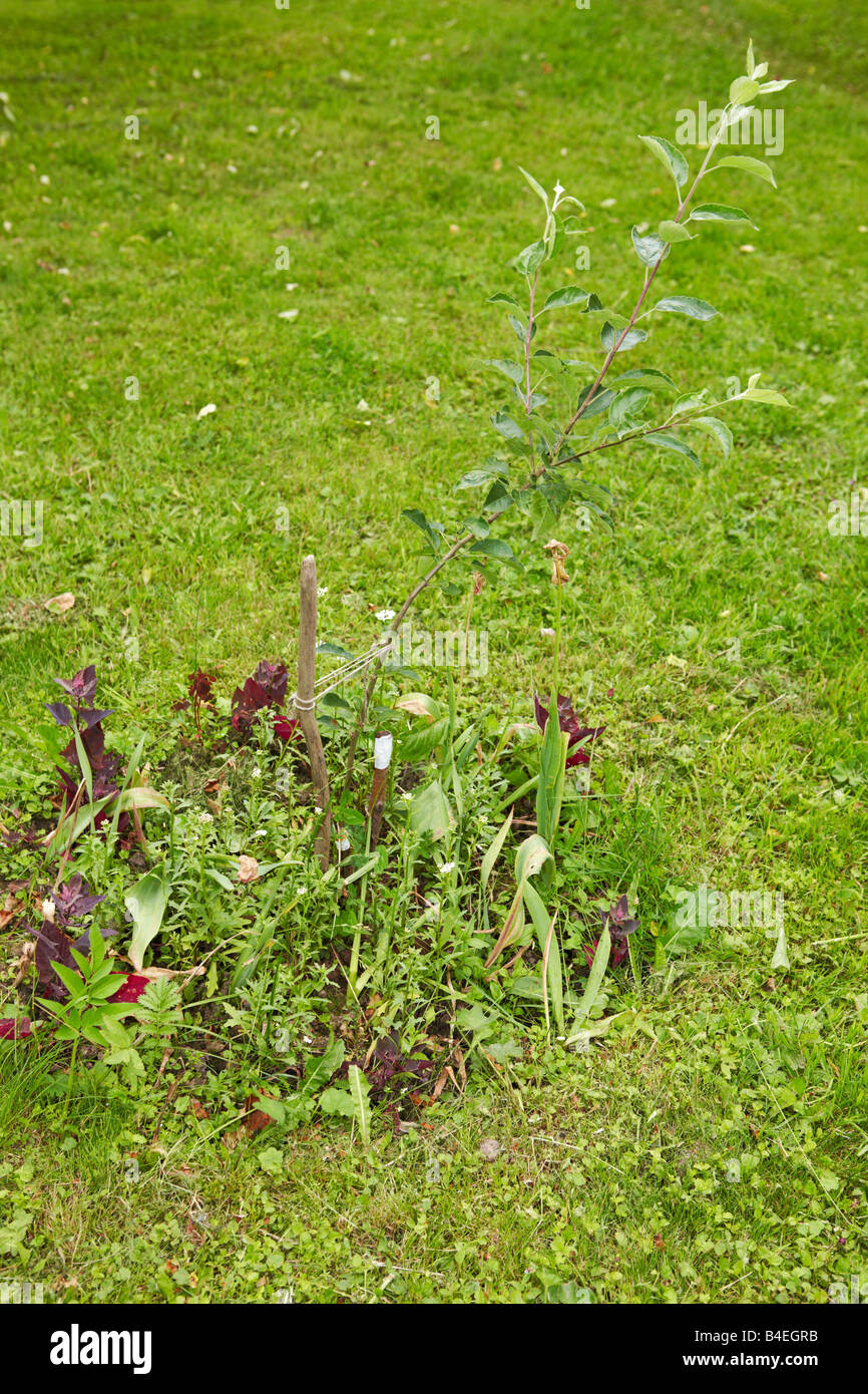 Apple tree sapling Stock Photo Alamy