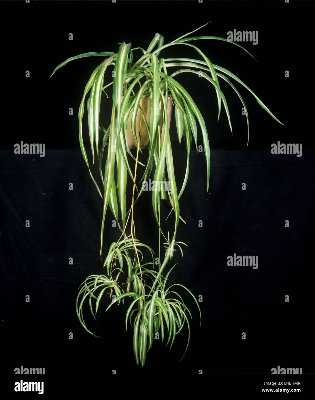Spider plant Chlorophytum comosum plant with plantlets Stock Photo