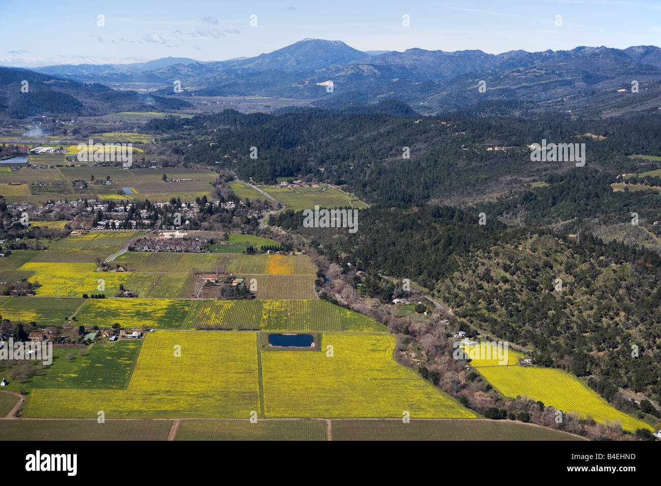 aerial above mustard fields in Napa Valley mount St. Helena in the