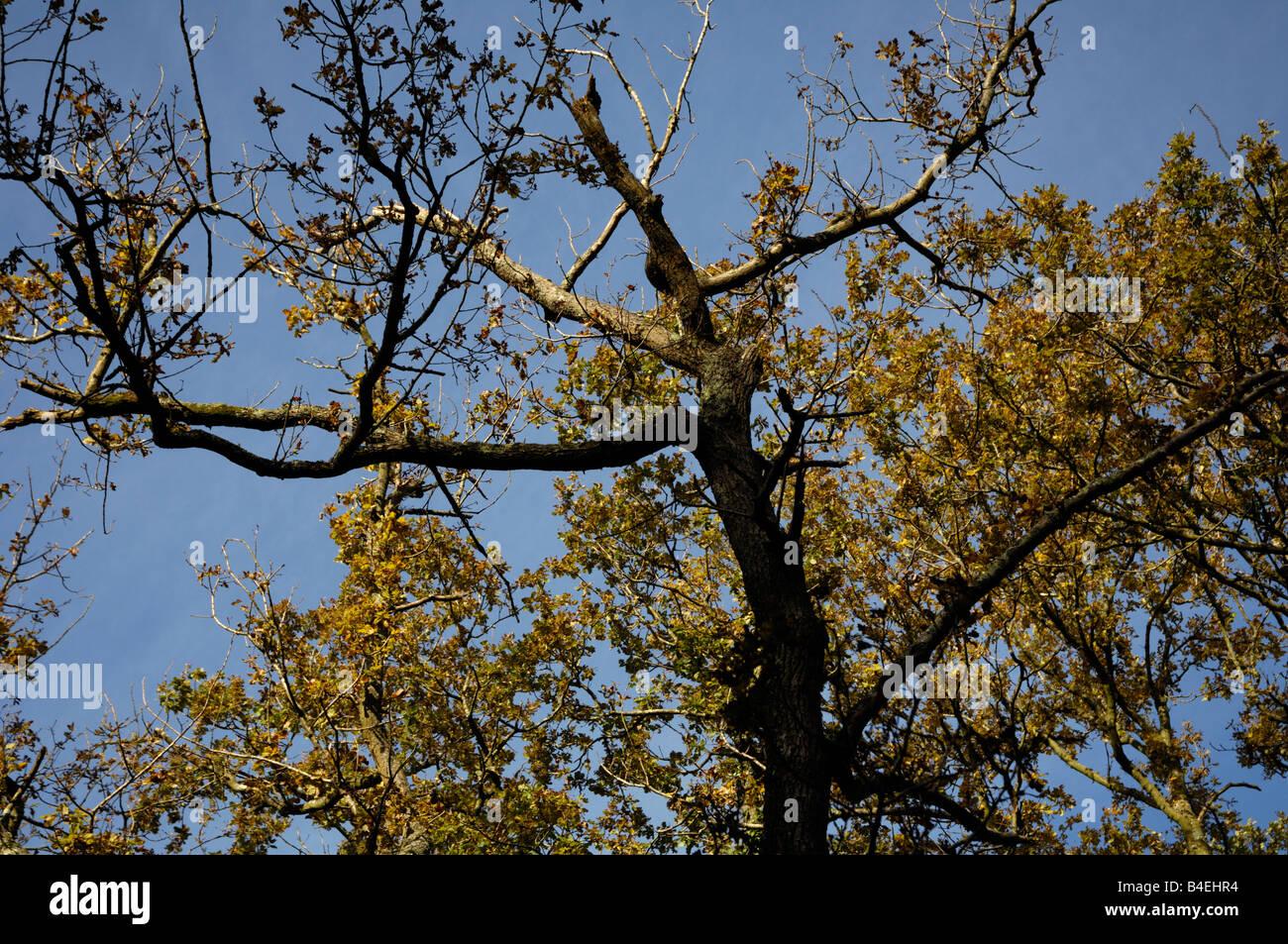 Oak tree canopy in autumn Stock Photo Alamy